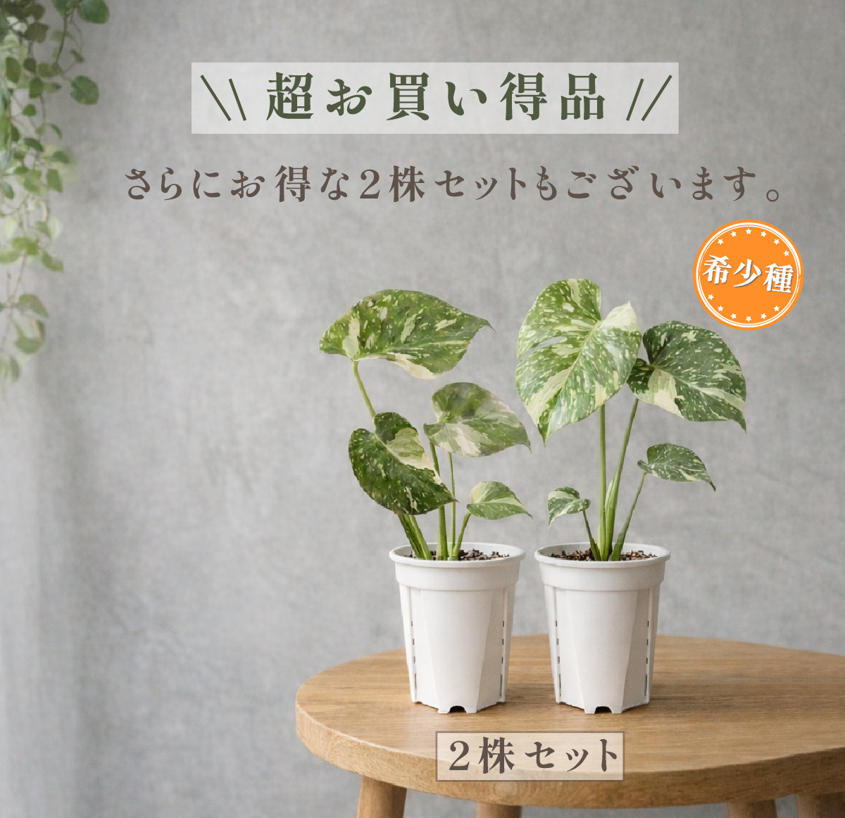 2株セット】斑入り モンステラ タイコンステレーション 観葉植物 3号