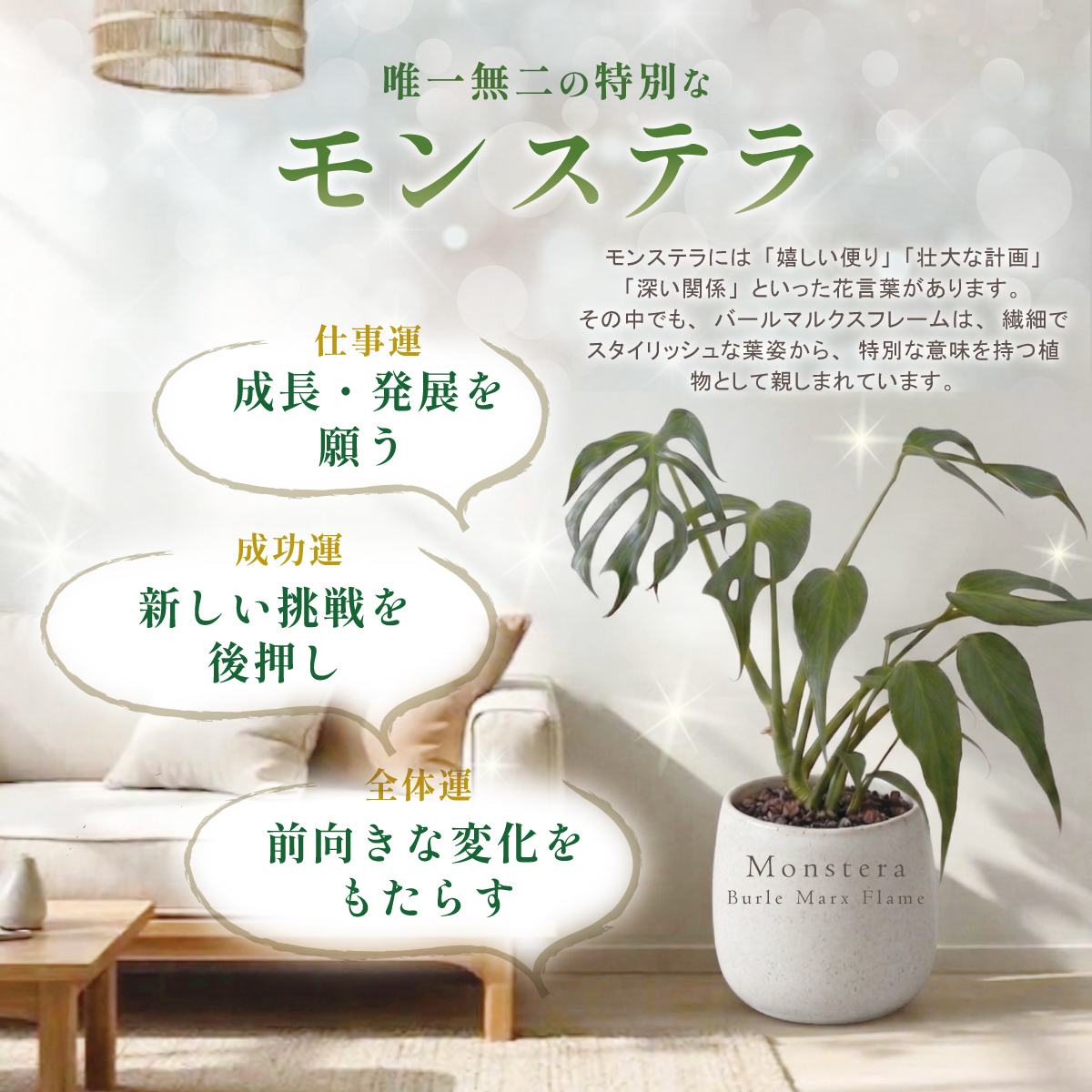 モンステラ バールマルクスフレーム 4号ポット 鉢 Mサイズ 観葉植物