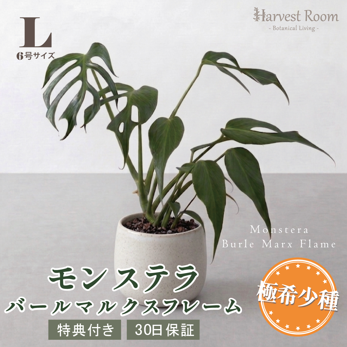 モンステラ バールマルクスフレーム 6号ポット 鉢 Lサイズ 観葉植物