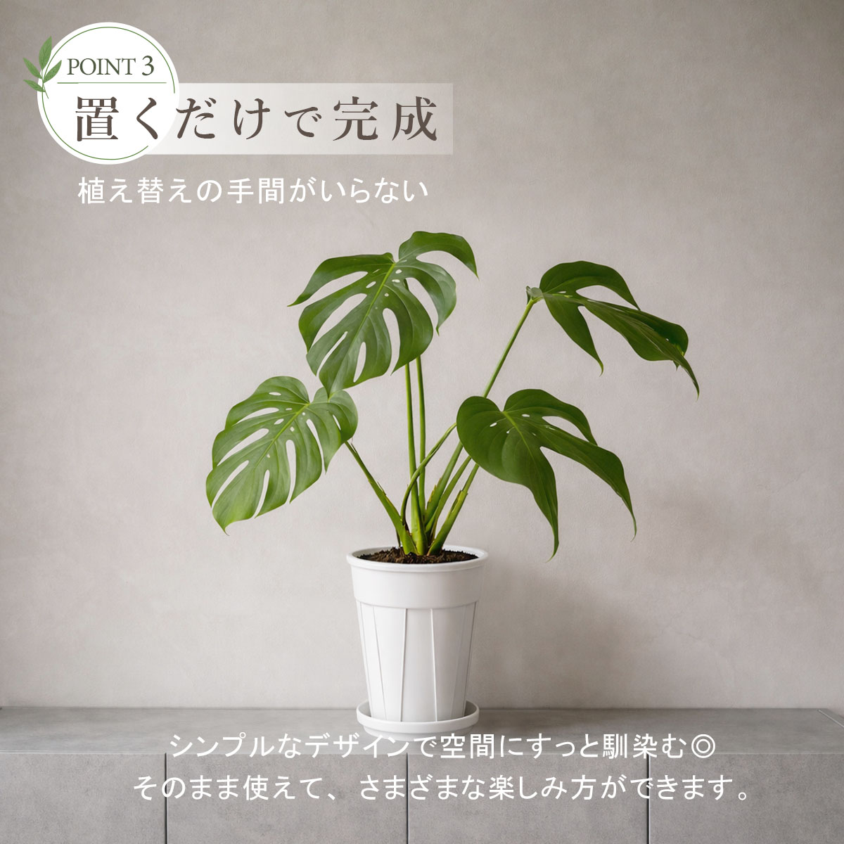 モンステラ バールマルクスフレーム 6号ポット 鉢 Lサイズ 観葉植物