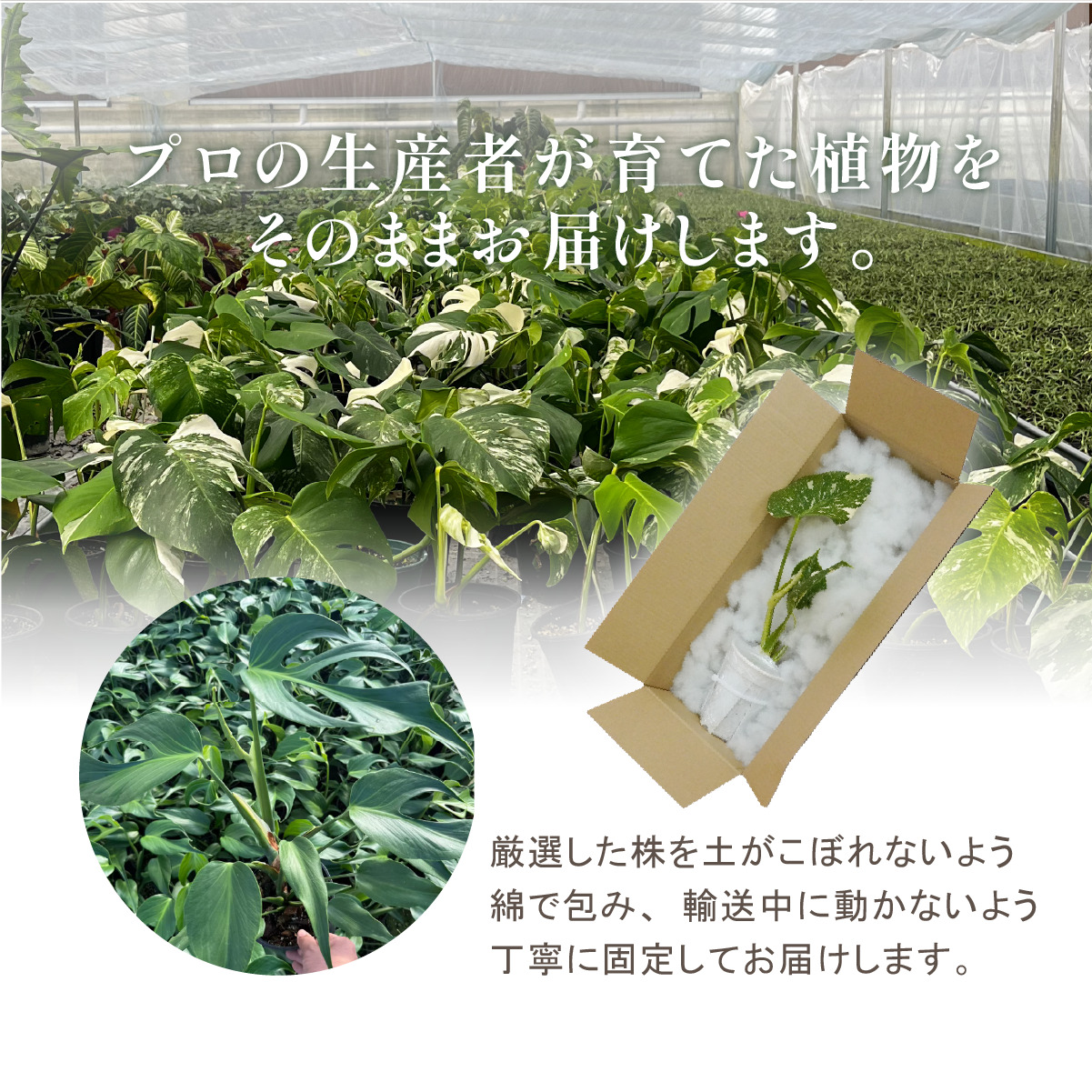 モンステラ バールマルクスフレーム 6号ポット 鉢 Lサイズ 観葉植物