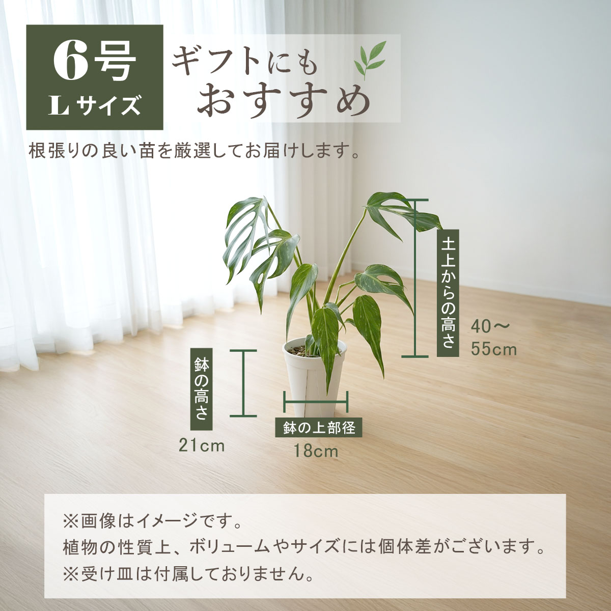 モンステラ バールマルクスフレーム 6号ポット 鉢 Lサイズ 観葉植物