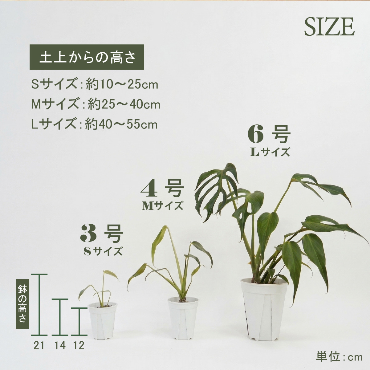 モンステラ バールマルクスフレーム 6号ポット 鉢 Lサイズ 観葉植物