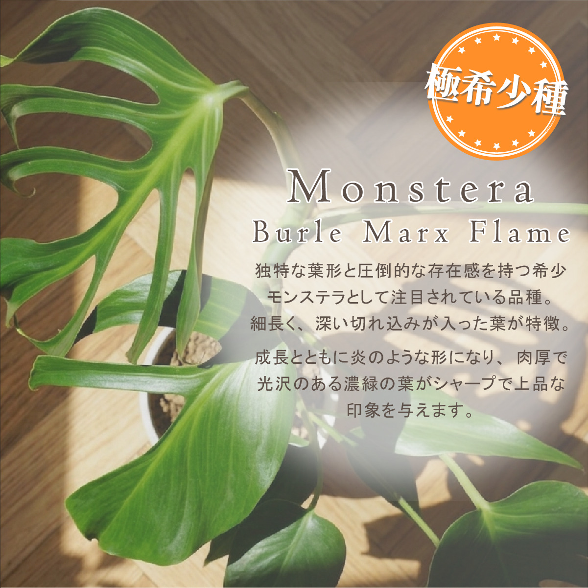 モンステラ バールマルクスフレーム 6号ポット 鉢 Lサイズ 観葉植物