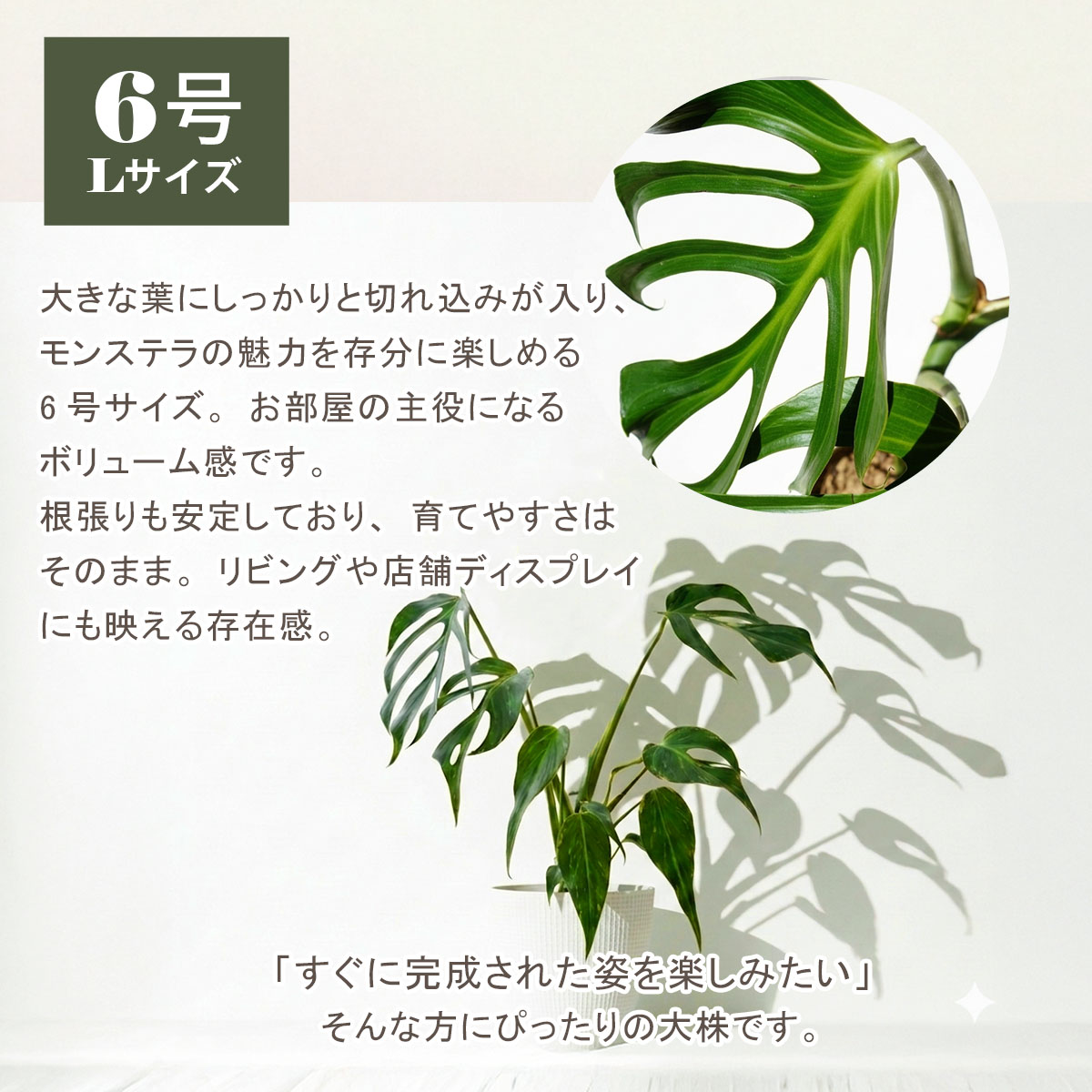 モンステラ バールマルクスフレーム 6号ポット 鉢 Lサイズ 観葉植物