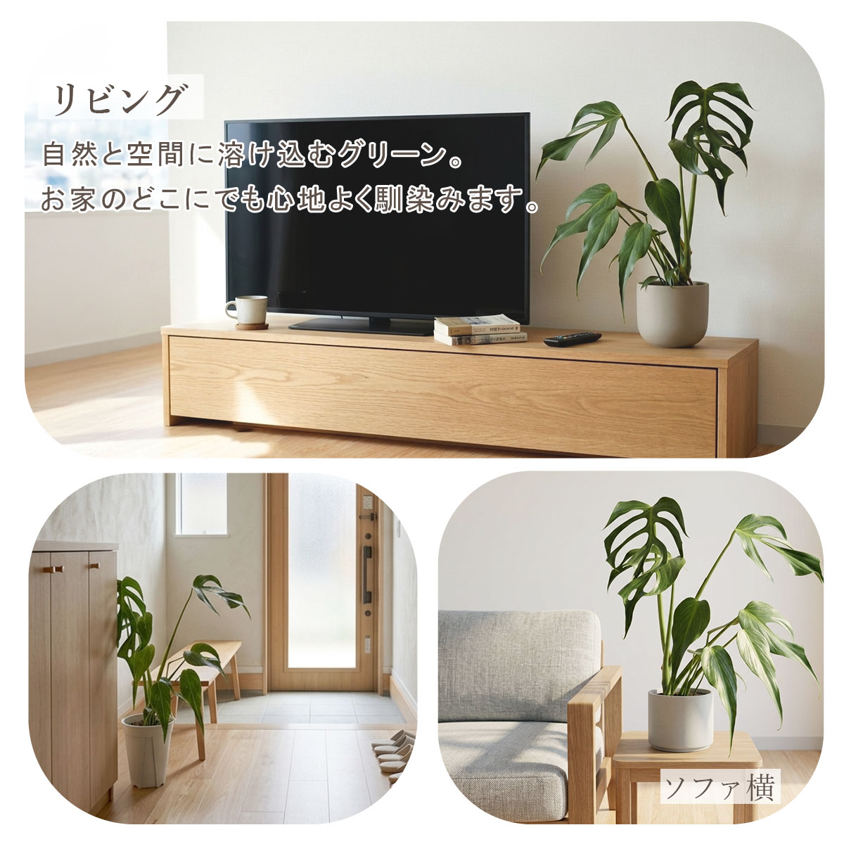 モンステラ バールマルクスフレーム 6号ポット 鉢 Lサイズ 観葉植物