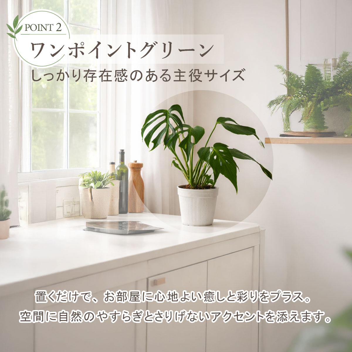 モンステラ バールマルクスフレーム 6号ポット 鉢 Lサイズ 観葉植物