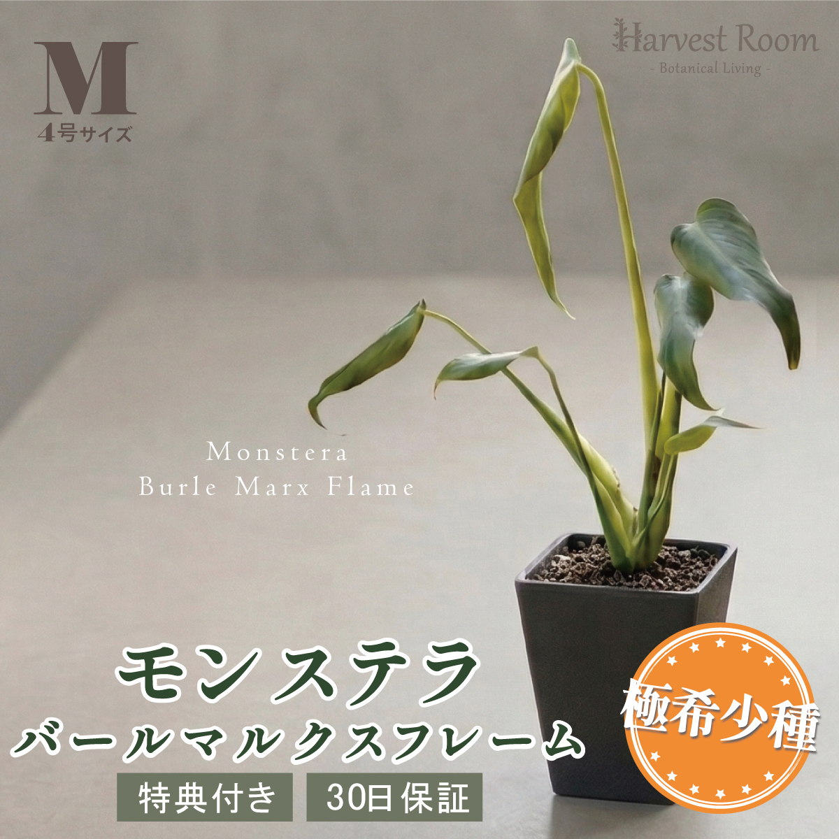 モンステラ バールマルクスフレーム 4号ポット 鉢 Mサイズ 観葉植物