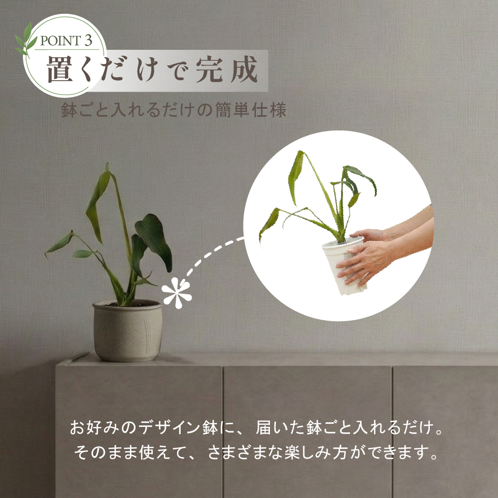 モンステラ バールマルクスフレーム 4号ポット 鉢 Mサイズ 観葉植物