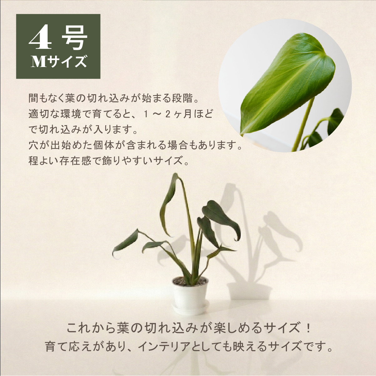 モンステラ バールマルクスフレーム 4号ポット 鉢 Mサイズ 観葉植物