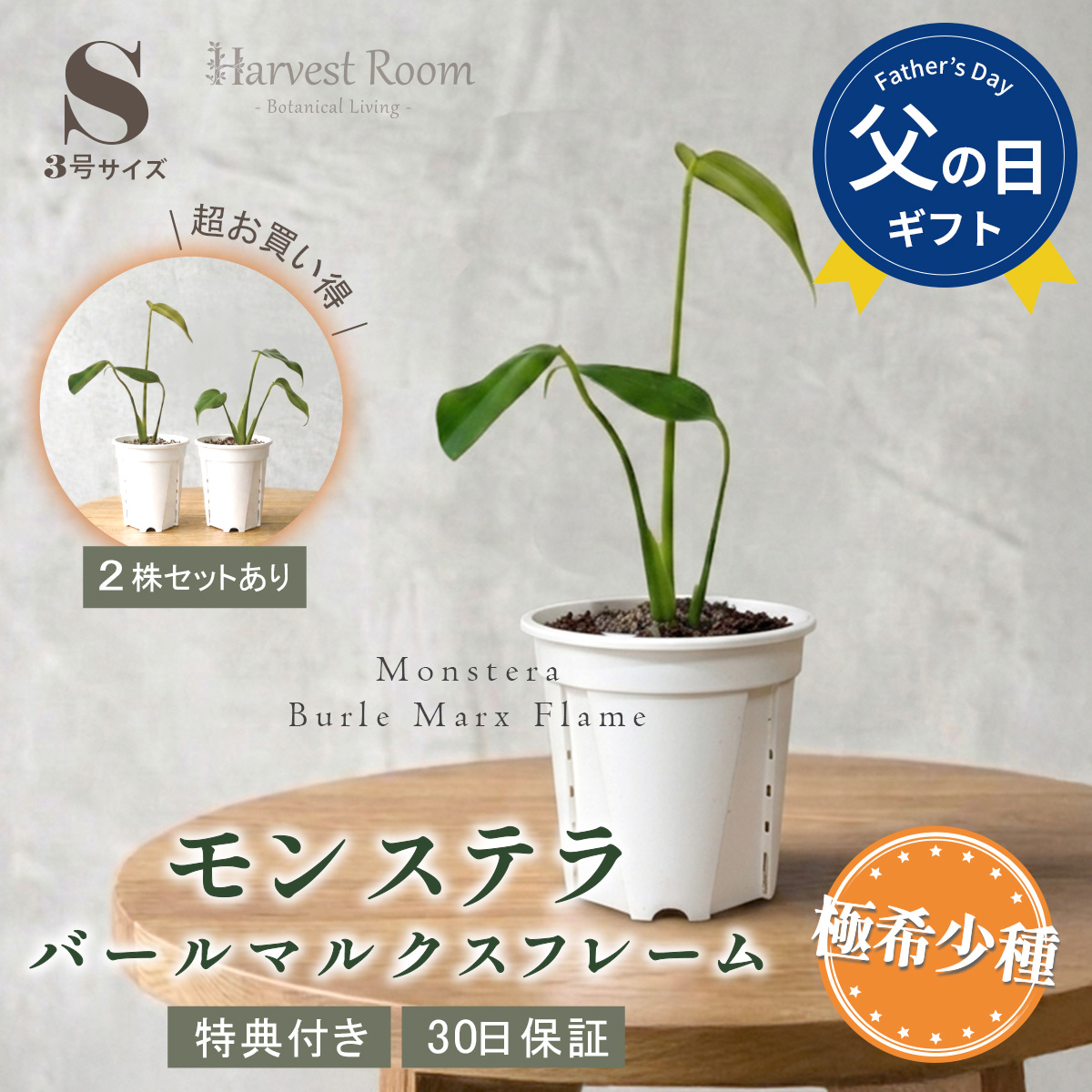 モンステラ バールマルクスフレーム 3号ポット 鉢 Sサイズ 観葉植物