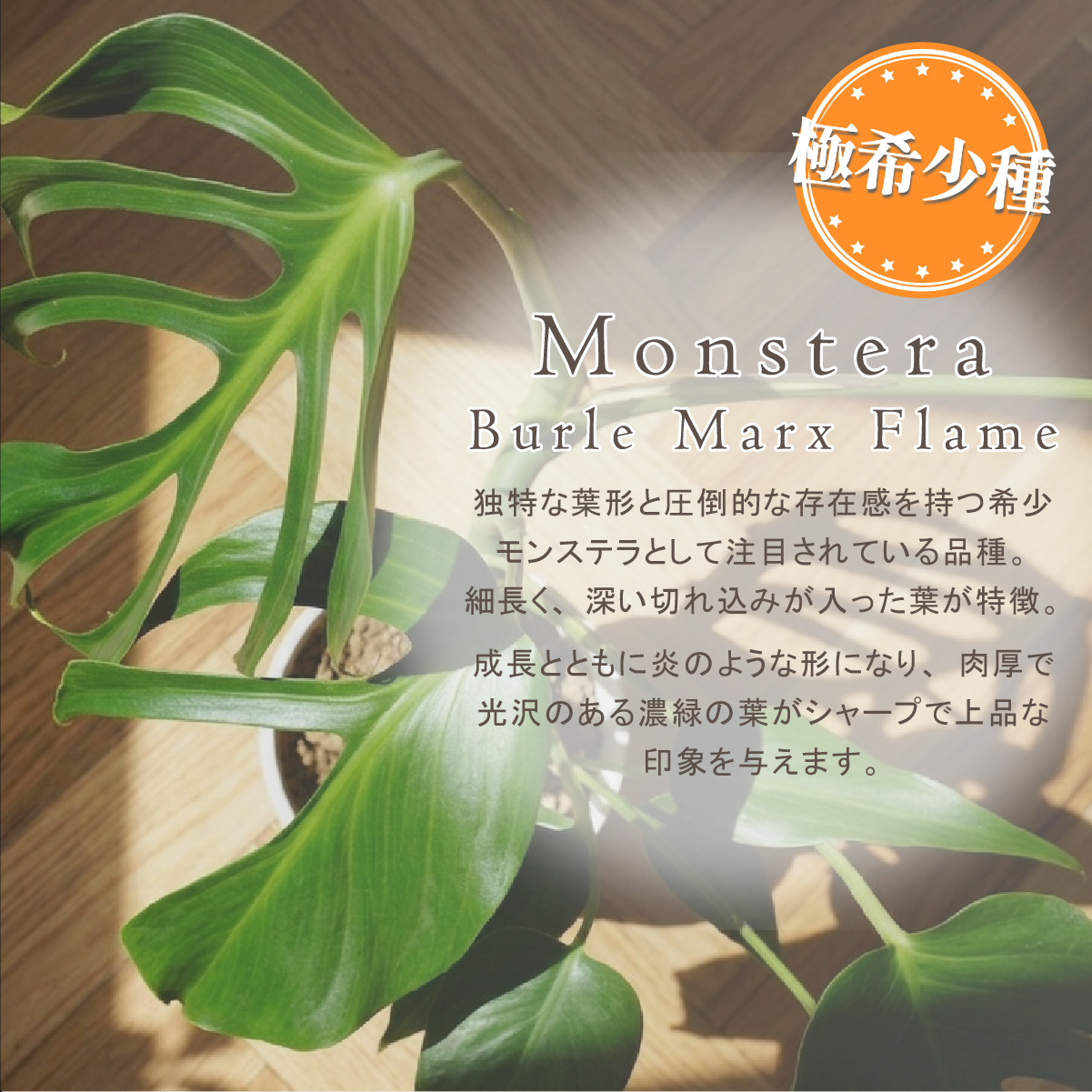 2株セット】モンステラ バールマルクスフレーム 3号ポット 鉢 Sサイズ