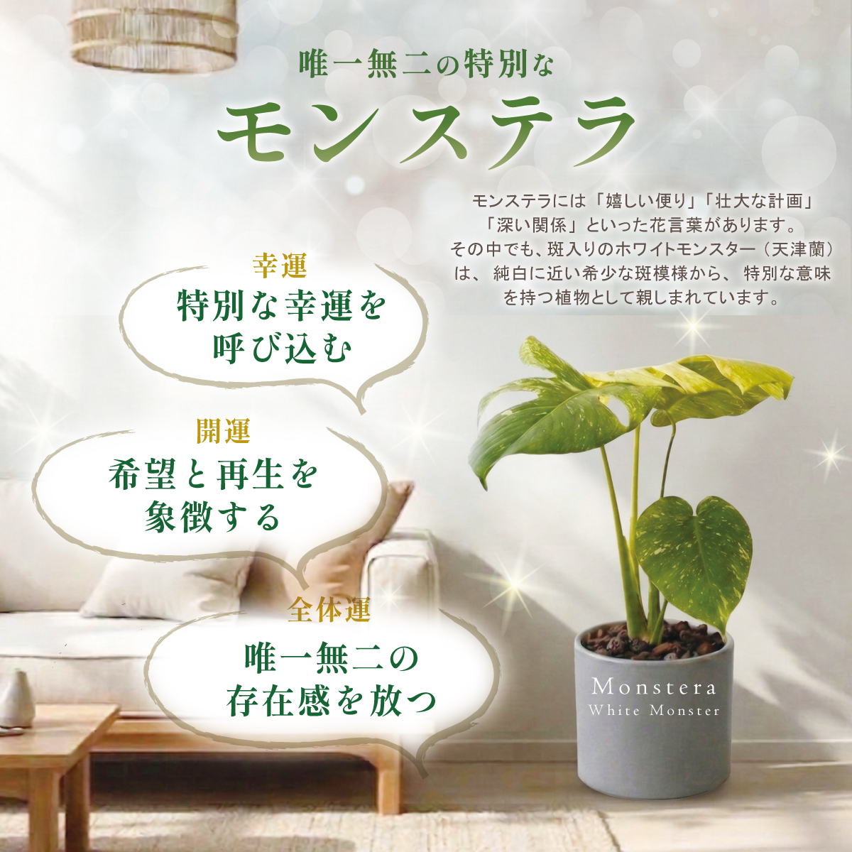 モンステラ バールマルクスフレーム 4号ポット 鉢 Mサイズ 観葉植物