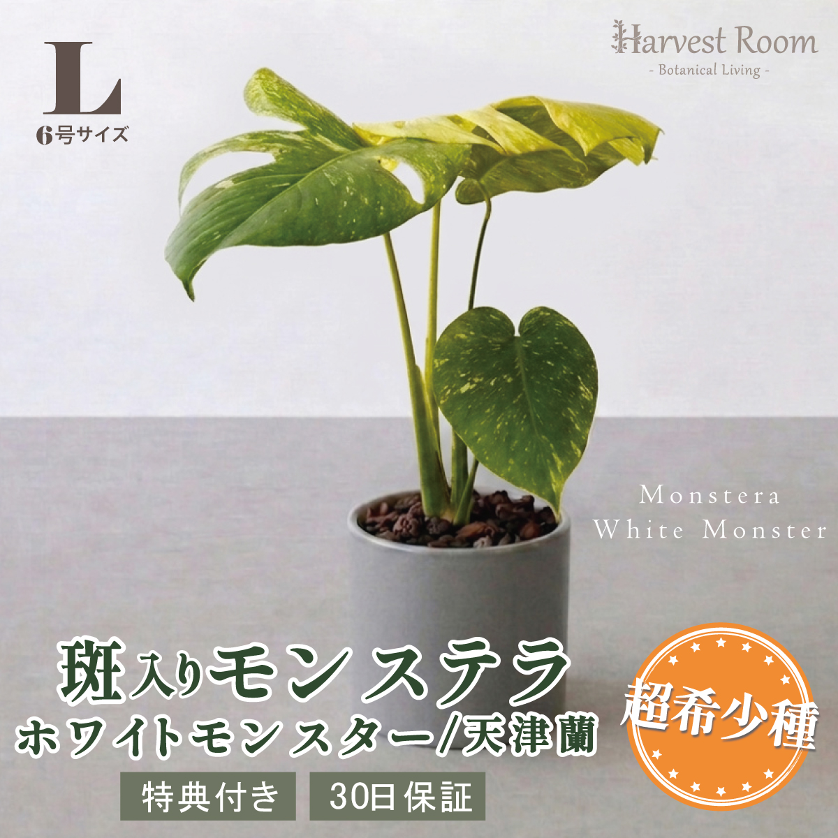 観葉植物 モンステラ 斑」の人気商品一覧 | 安い商品を通販サイトから