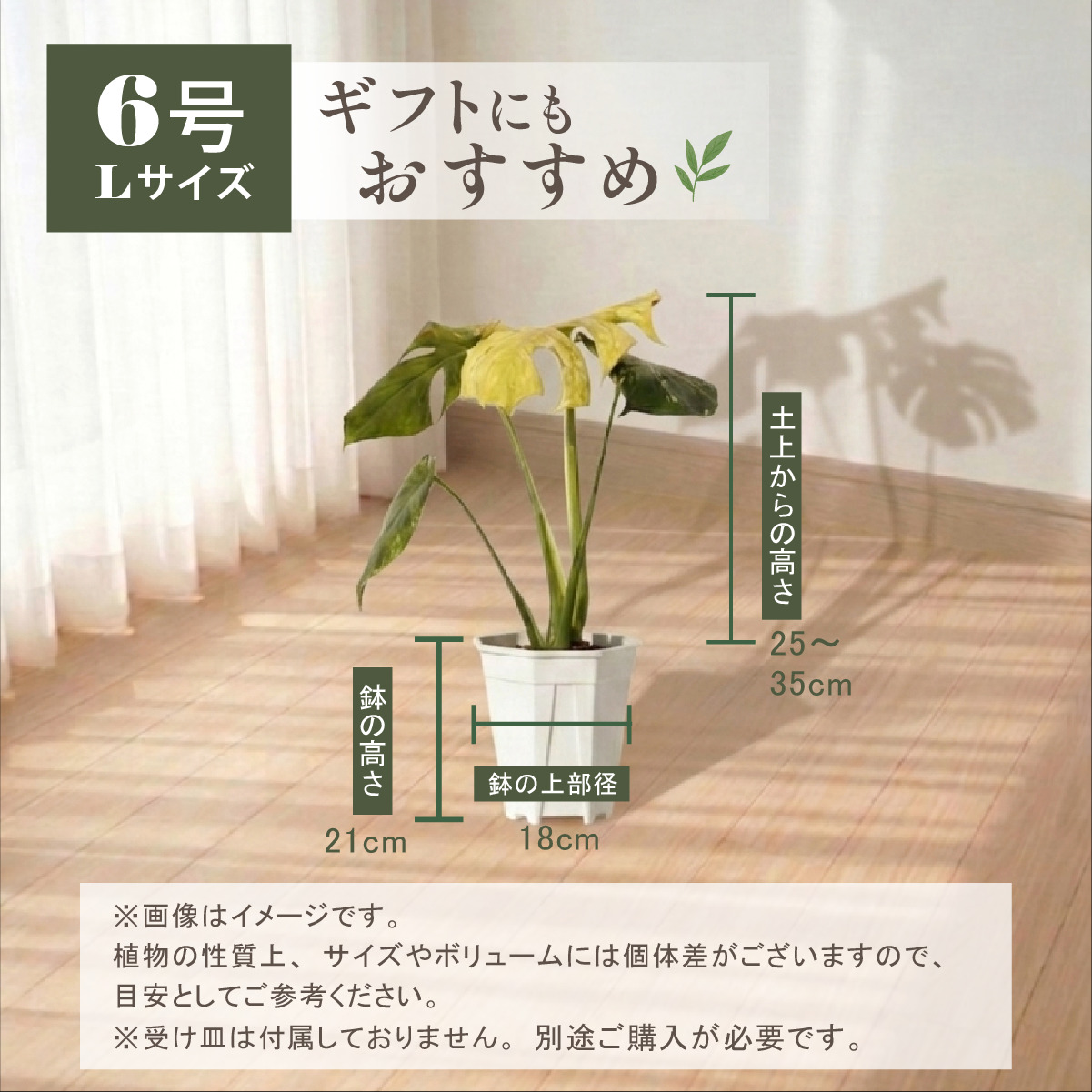 モンステラ ホワイトモンスター天津蘭 6号ポット 鉢 Lサイズ 観葉植物