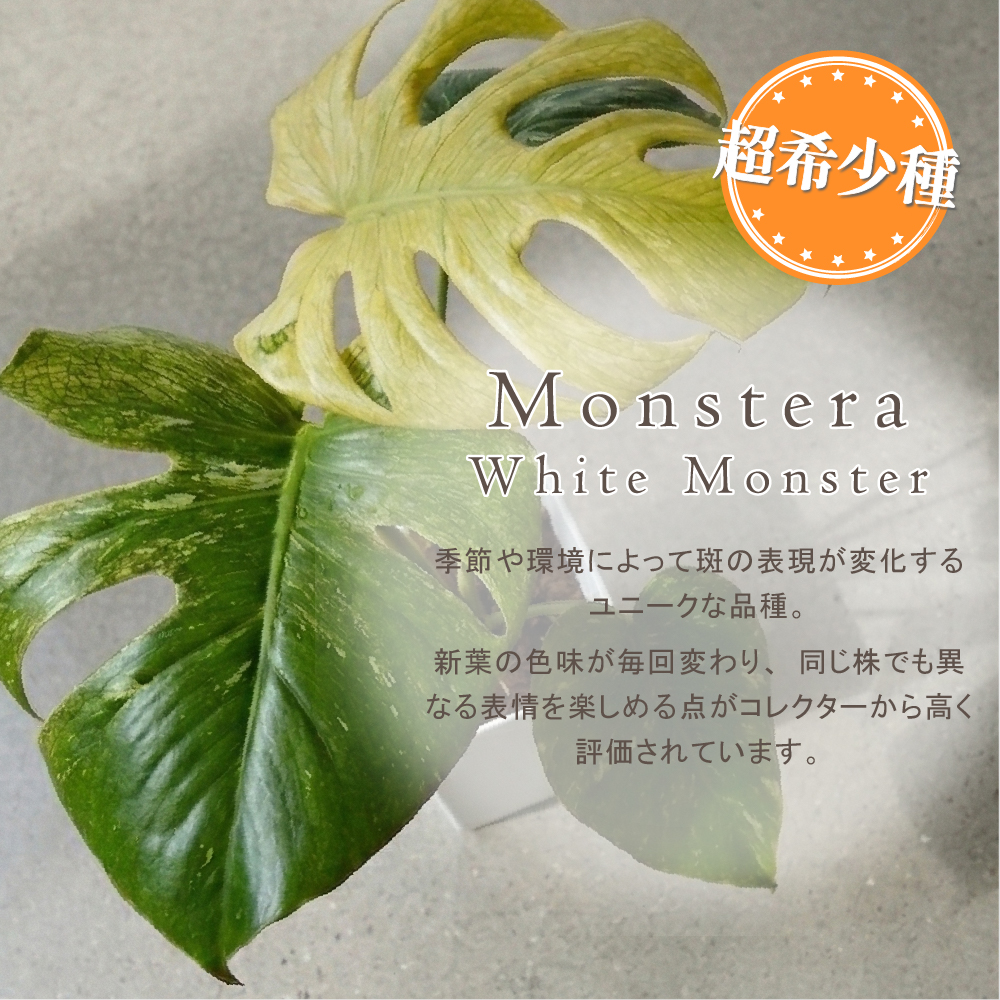モンステラ ホワイトタイガー（花、ガーデニング）のおすすめ人気商品