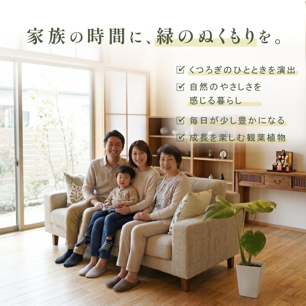 お中元 モンステラ 鉢 ホワイトモンスター天津蘭 6号ポット Lサイズ