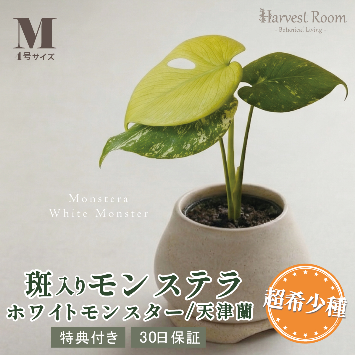 観葉植物 希少 斑」の人気商品一覧 | 安い商品を通販サイトから探す