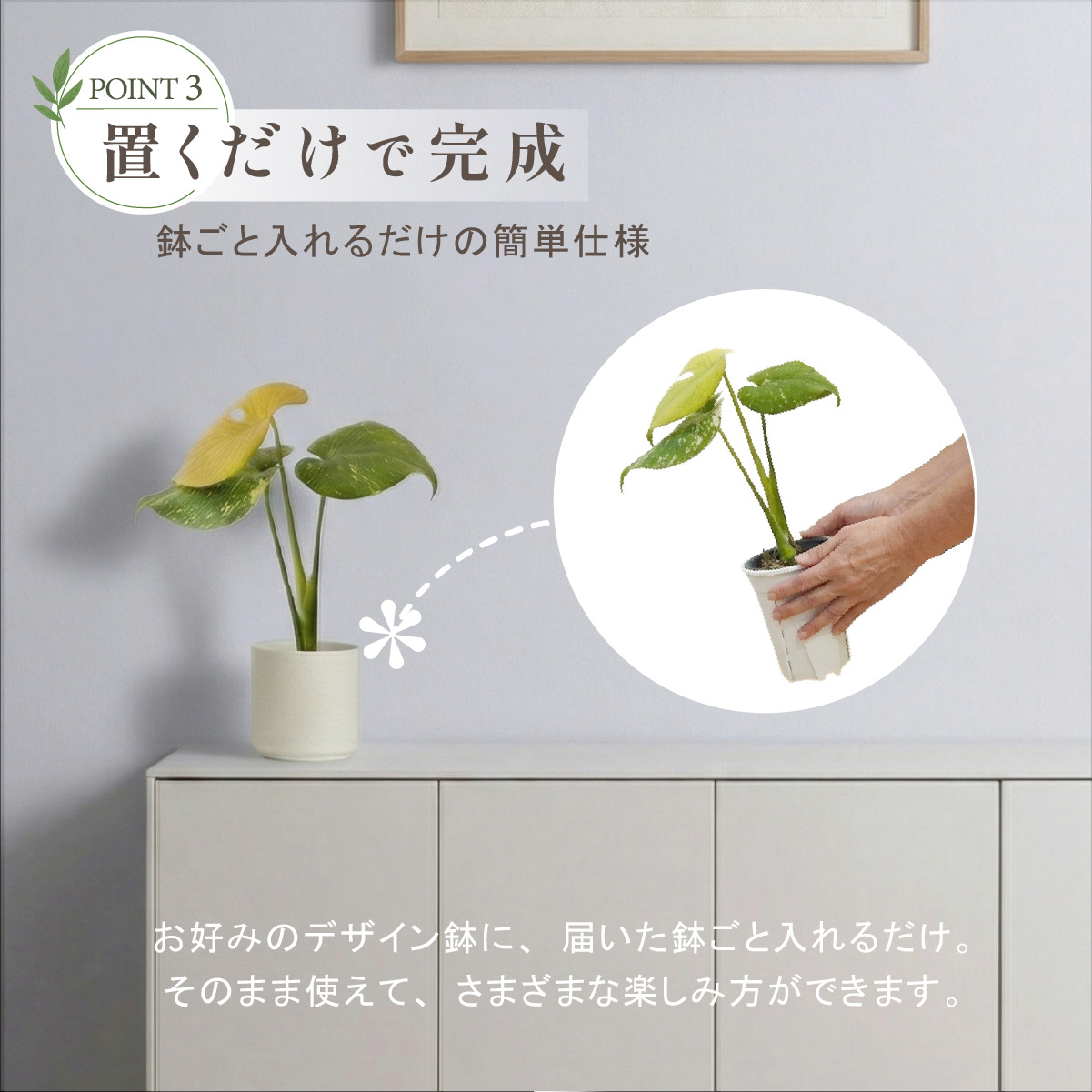 お中元 モンステラ 鉢 ホワイトモンスター天津蘭 4号ポット Mサイズ