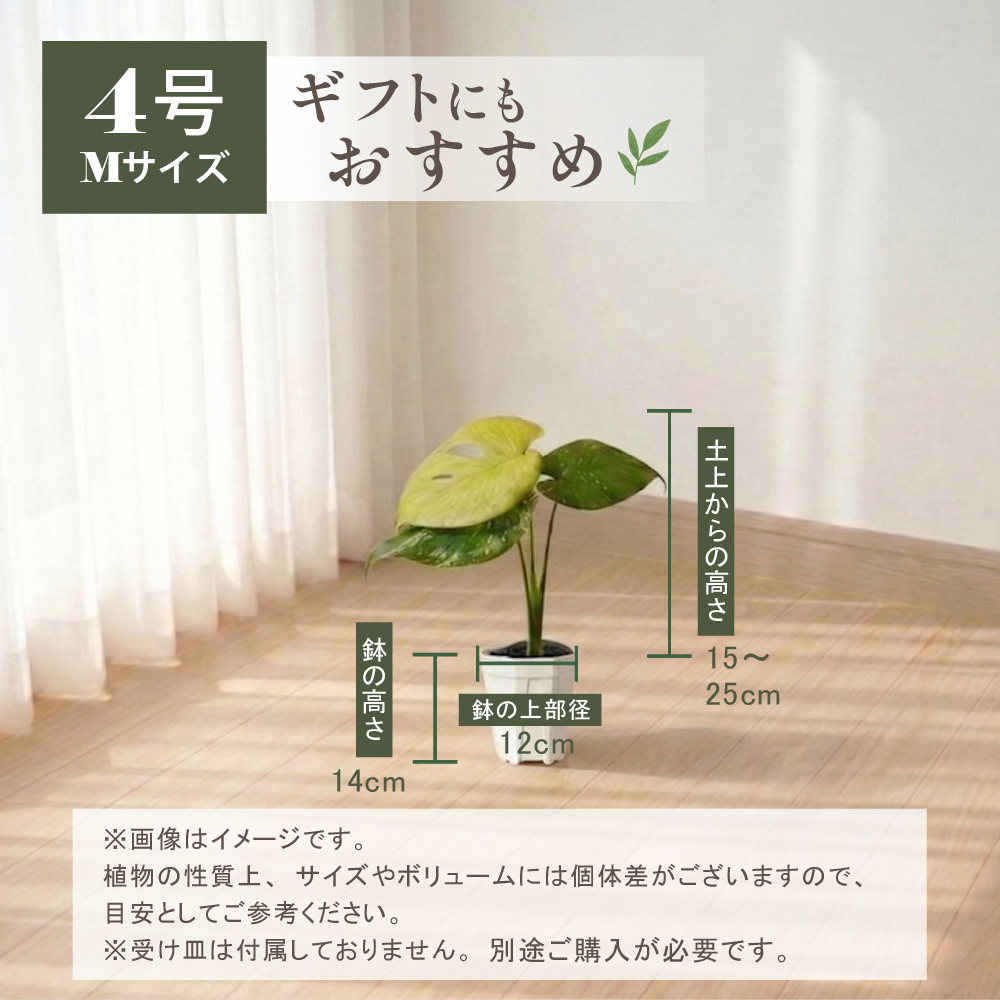 モンステラ ホワイトモンスター天津蘭 4号ポット 鉢 Mサイズ 観葉植物
