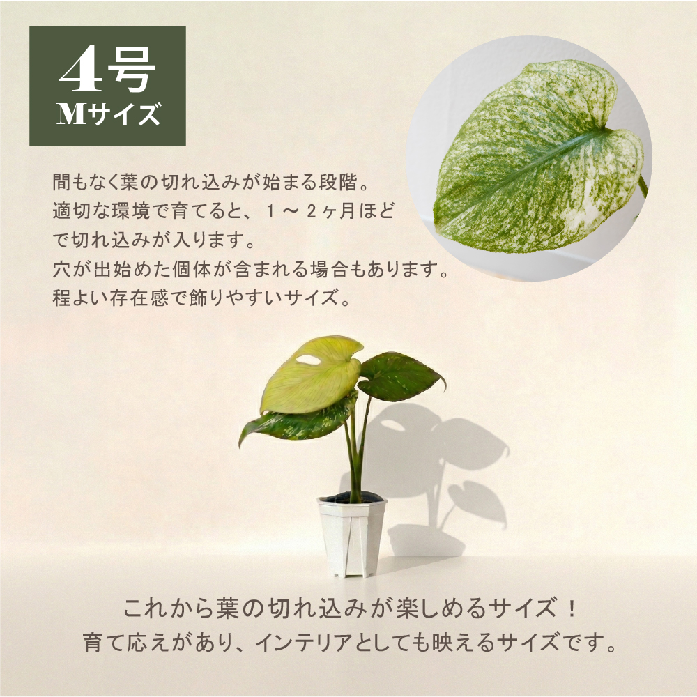 モンステラ ホワイトタイガー（花、ガーデニング）のおすすめ人気商品