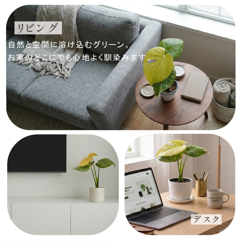 モンステラ ホワイトモンスター天津蘭 4号ポット 鉢 Mサイズ 観葉植物