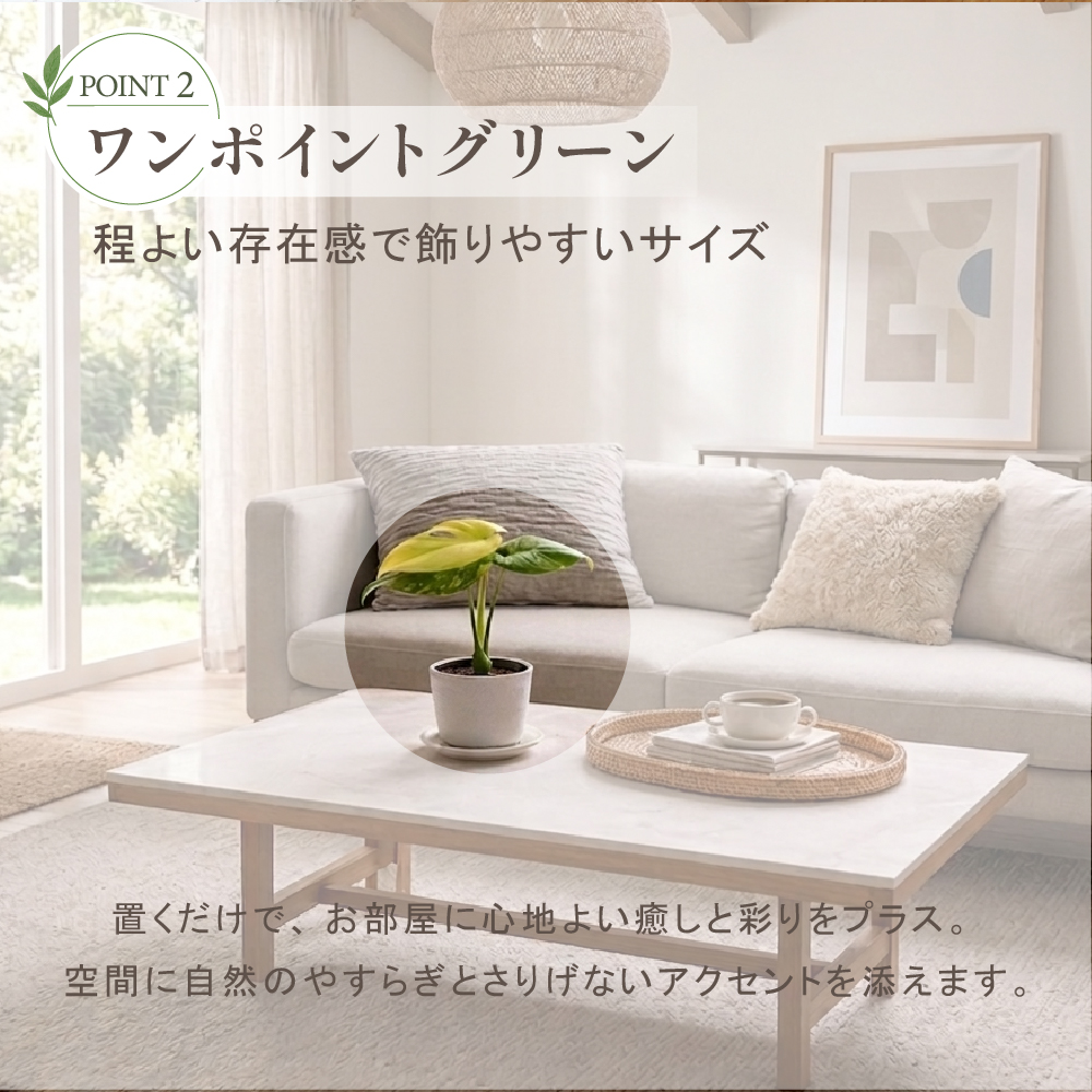 モンステラ ホワイトモンスター天津蘭 4号ポット 鉢 Mサイズ 観葉植物