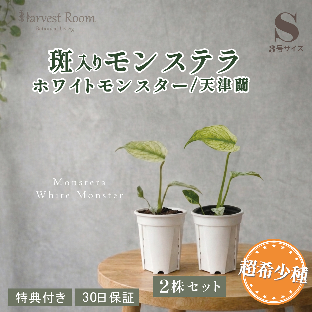 観葉植物 モンステラ 斑」の人気商品一覧 | 安い商品を通販サイトから