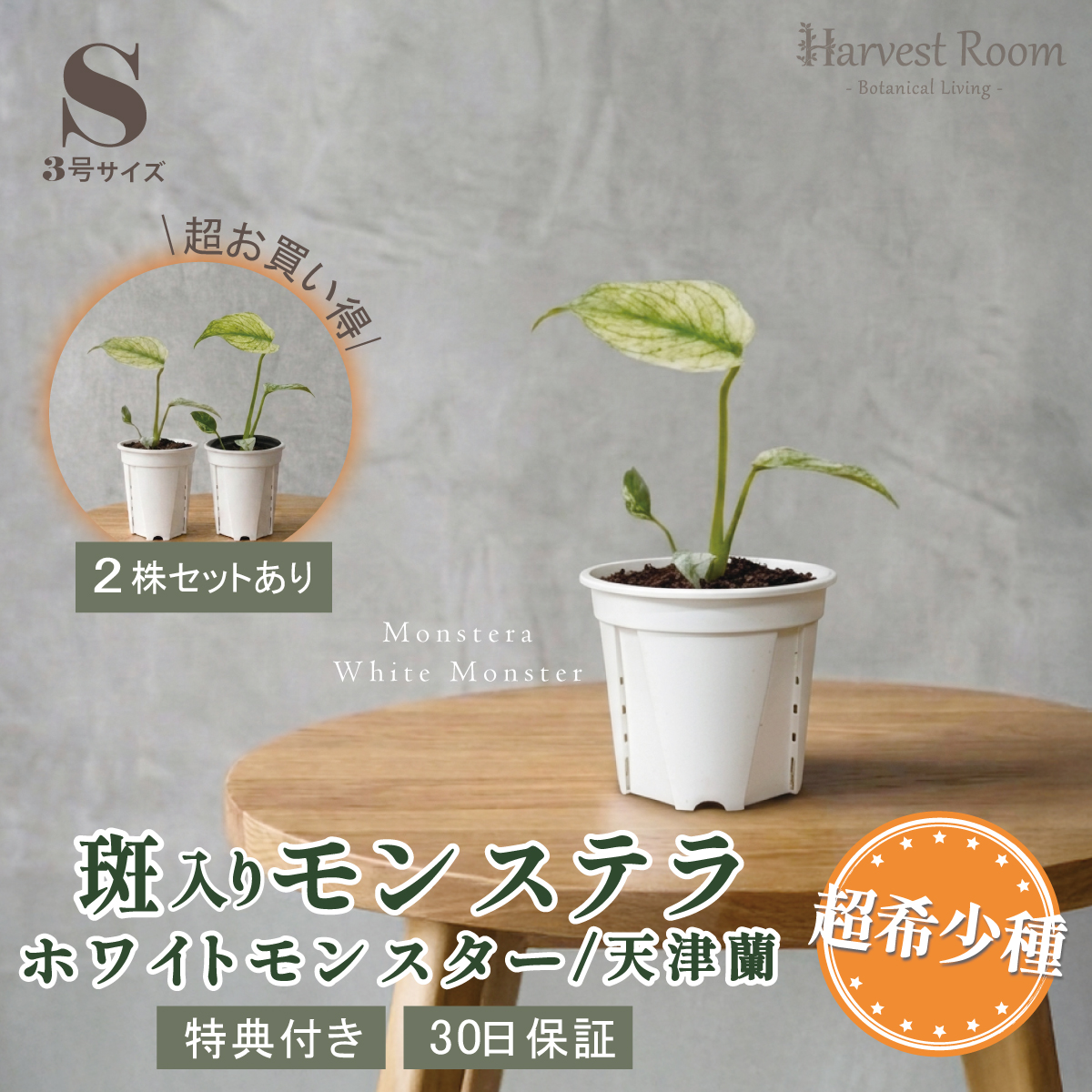 モンステラ ホワイトモンスター天津蘭 3号ポット 鉢 Sサイズ 観葉植物 