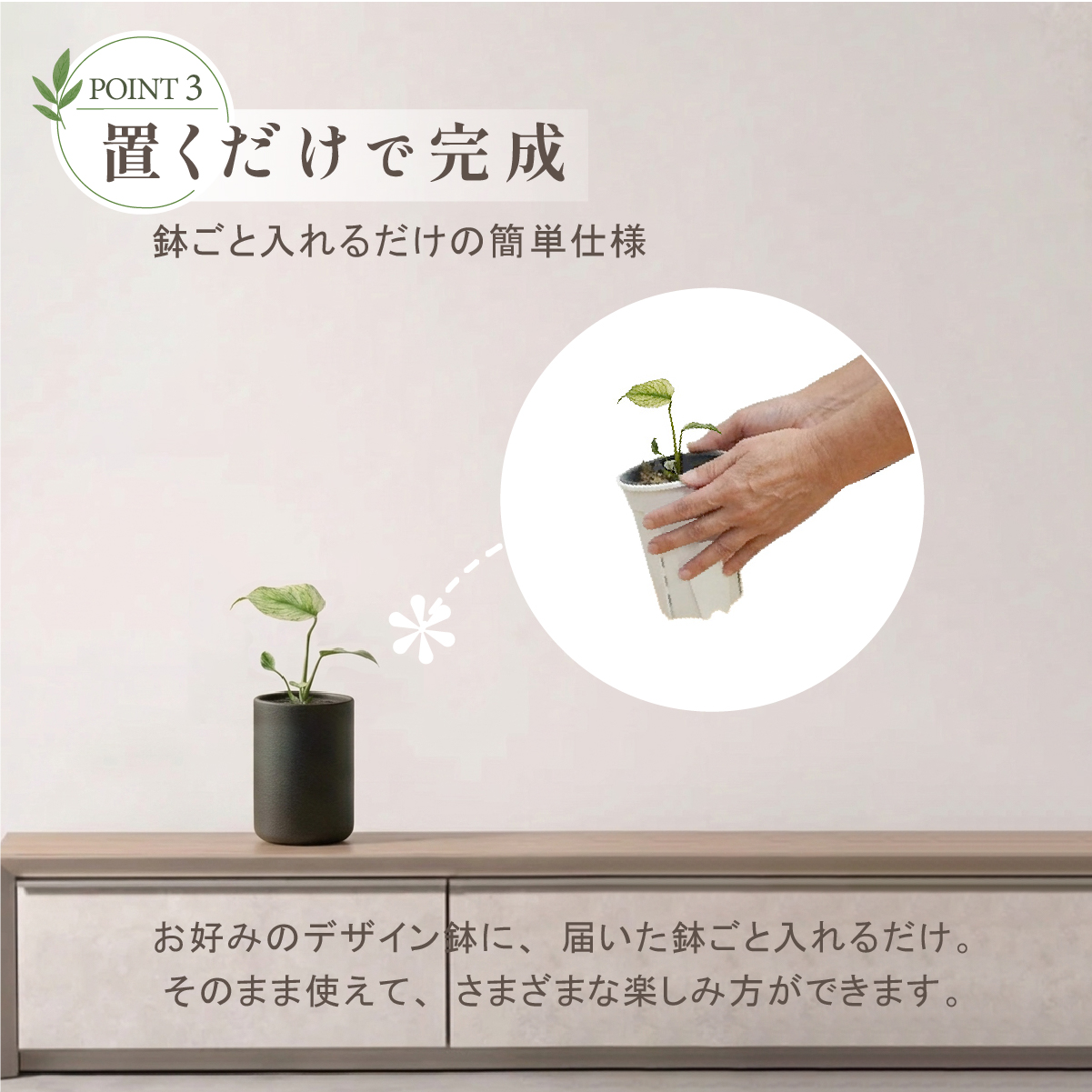 モンステラ ホワイトモンスター天津蘭 3号ポット 鉢 Sサイズ 観葉植物