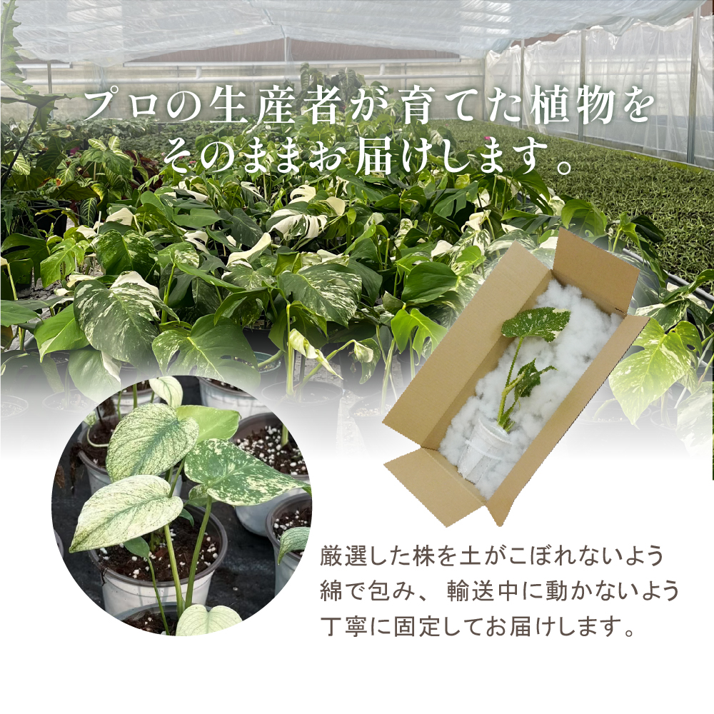 モンステラ ホワイトモンスター天津蘭 3号ポット 鉢 Sサイズ 観葉植物
