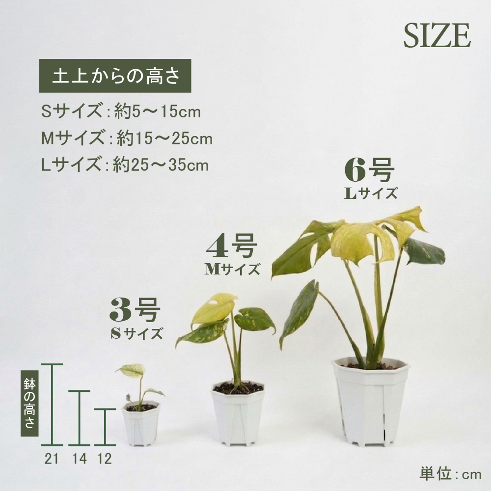 モンステラ バールマルクスフレーム 4号ポット 鉢 Mサイズ 観葉植物
