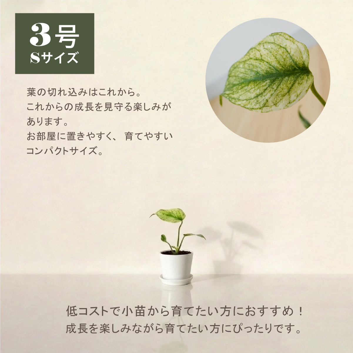 モンステラ ホワイトモンスター天津蘭 3号ポット 鉢 Sサイズ 観葉植物