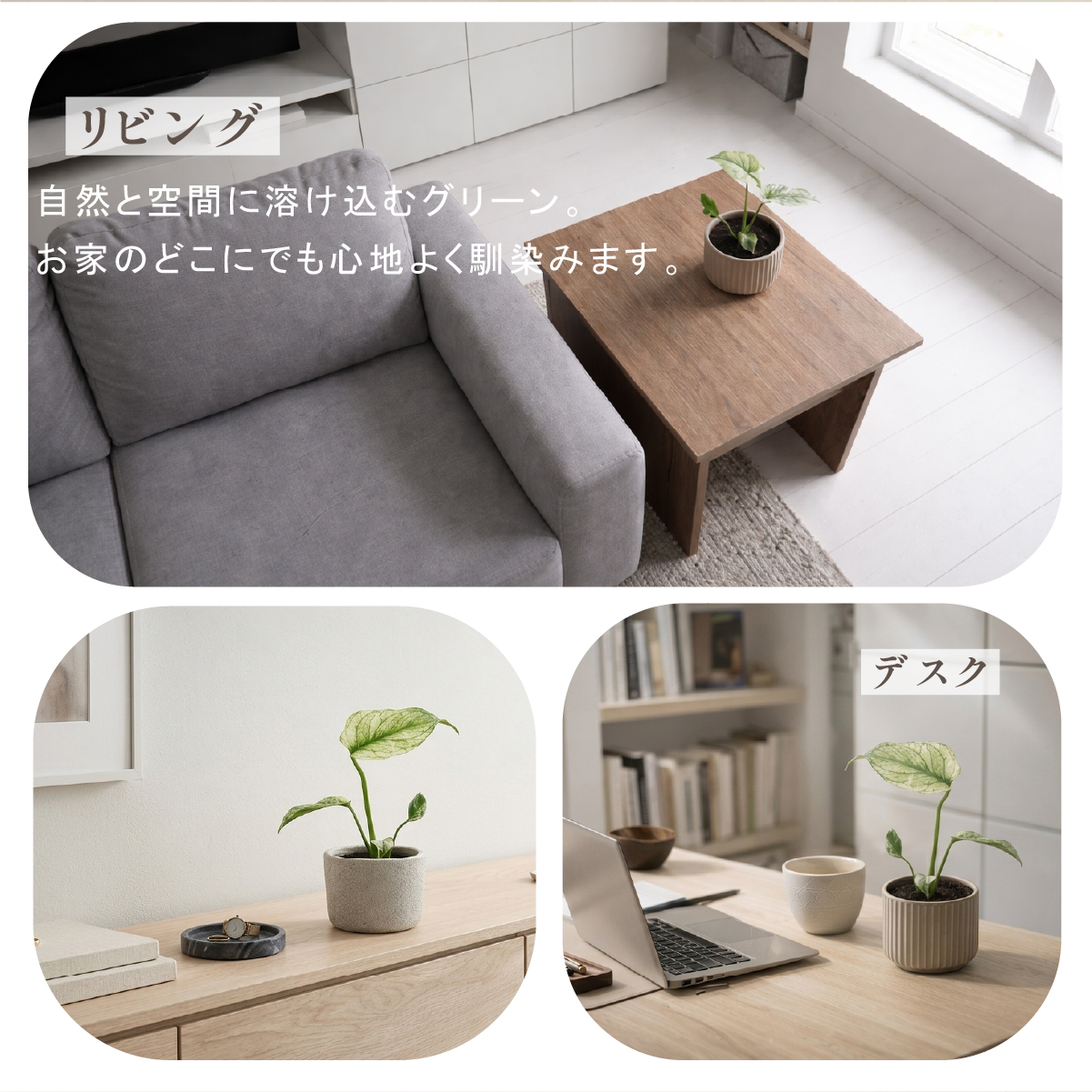MS62 5株セット【特別選抜】ホワイトモンスター／天津蘭 モンステラ斑入り YM879 081 ホワイトモンスター 天津蘭 モンステラ斑入り 5株セット