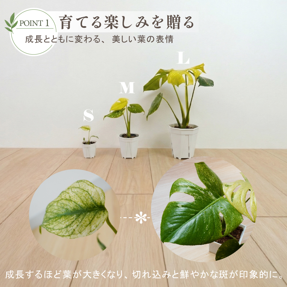 モンステラ ホワイトタイガー（花、ガーデニング）の商品一覧 通販