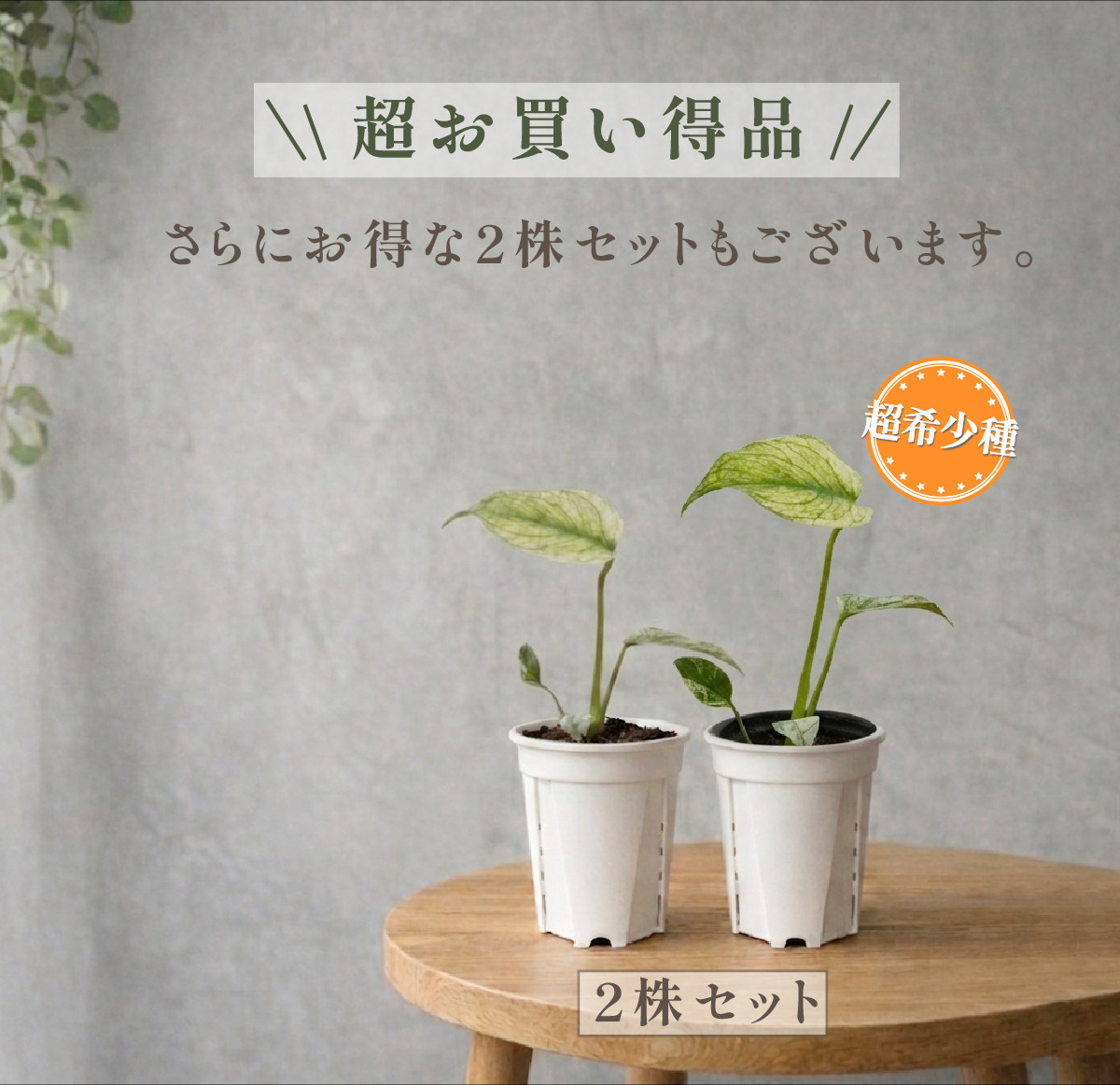 2株セット】斑入り モンステラ タイコンステレーション 観葉植物 3号