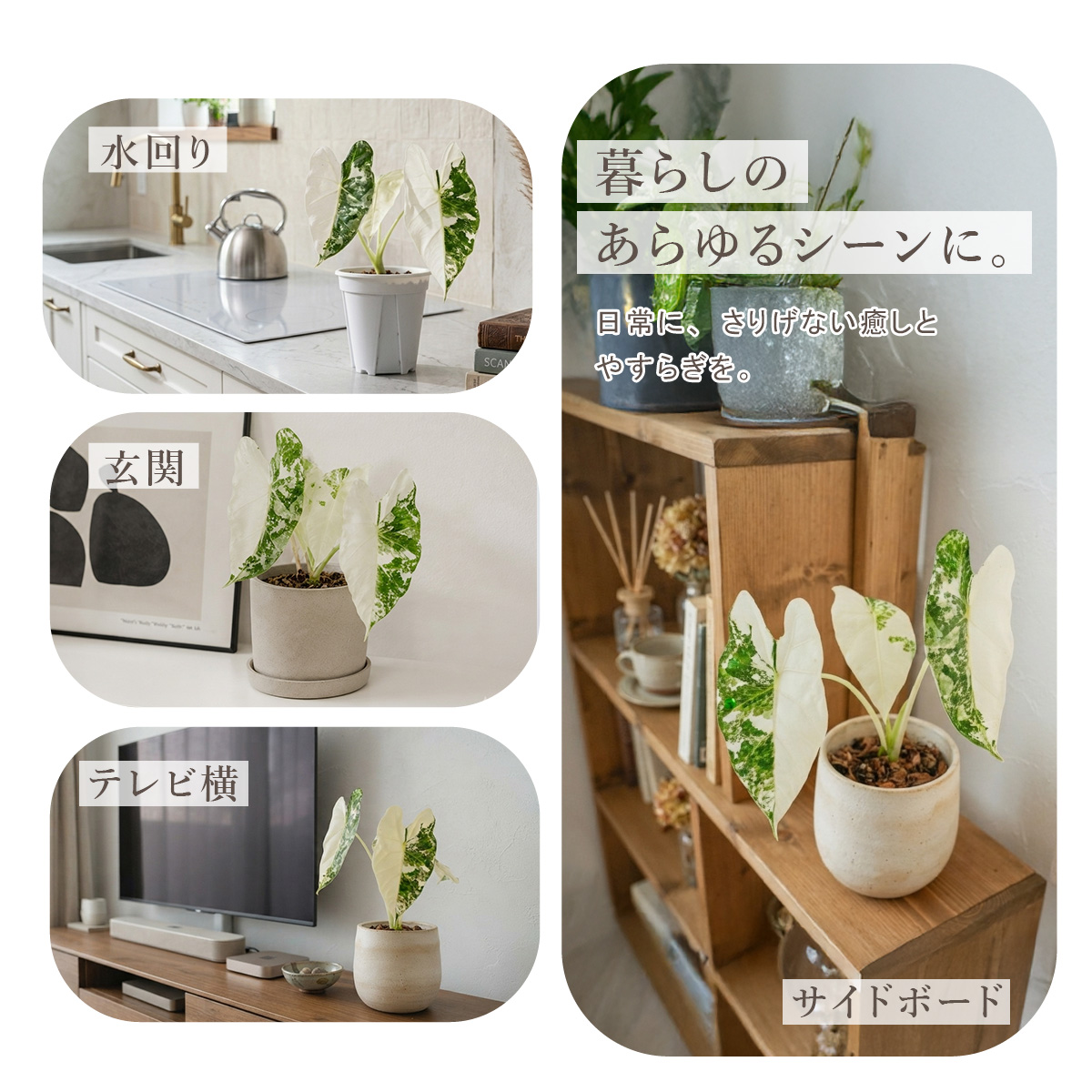 アロカシアの商品一覧 通販 - Yahoo!ショッピング