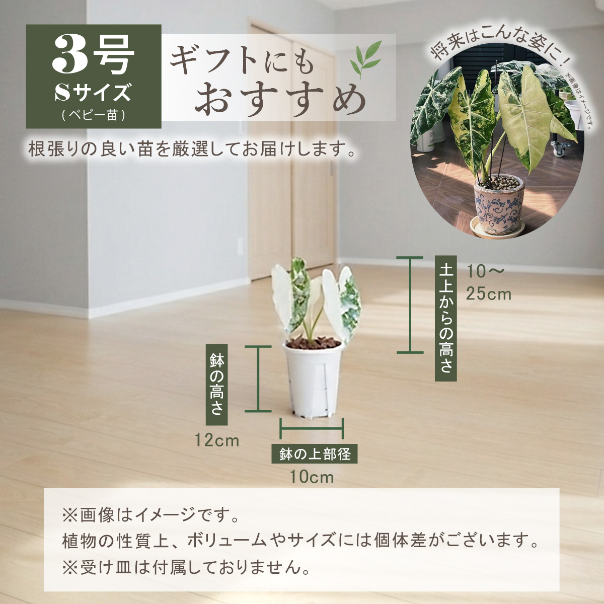 アロカシアの商品一覧 通販 - Yahoo!ショッピング