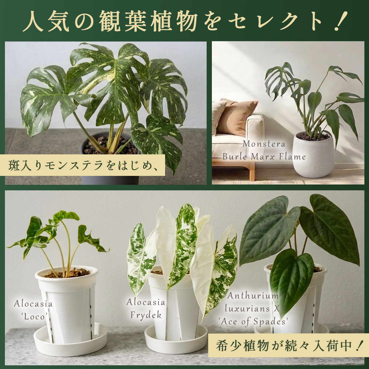 斑入り 植物（観葉植物） | 花、ガーデニング の商品一覧 通販 - Yahoo