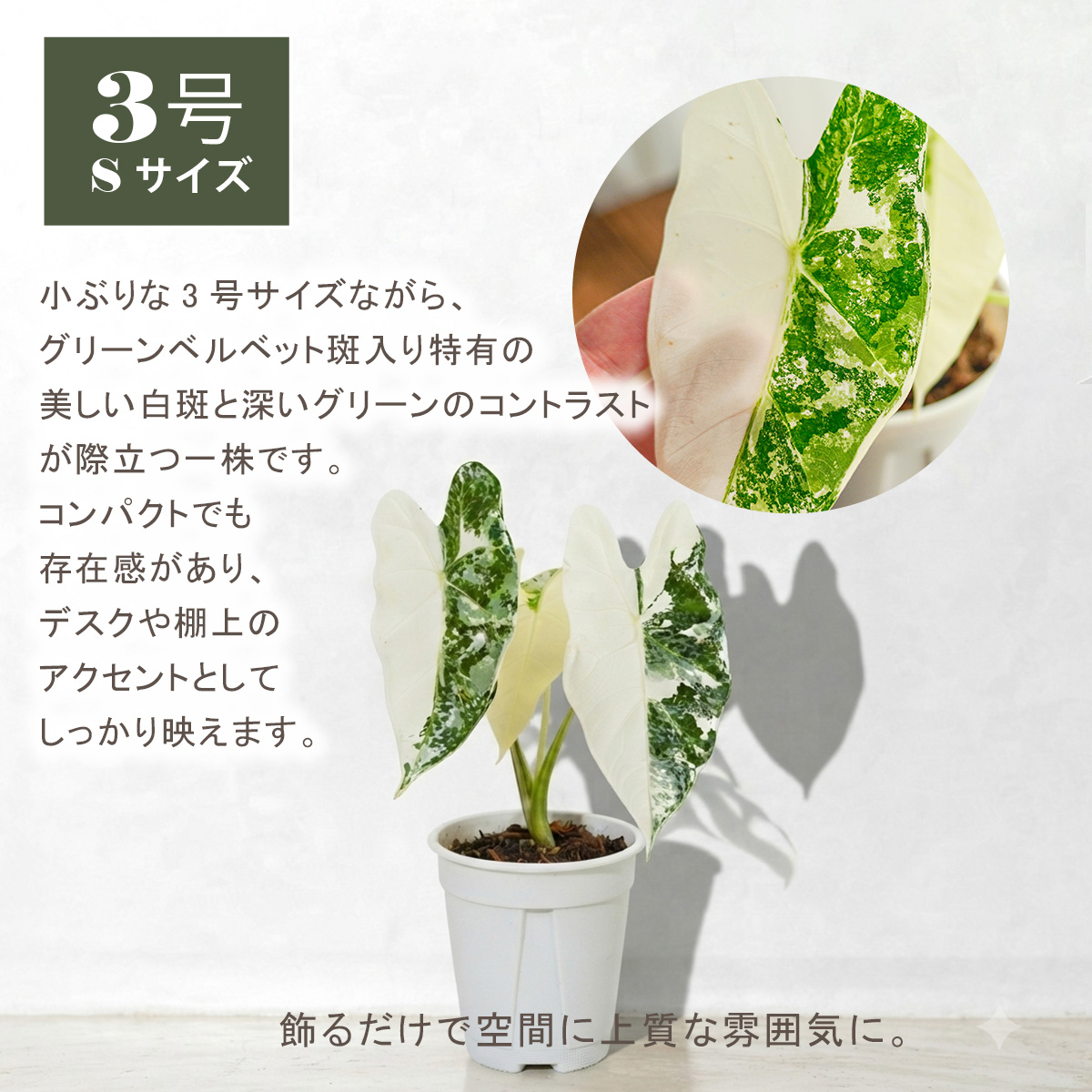 斑入り 植物（観葉植物） | 花、ガーデニング の商品一覧 通販 - Yahoo