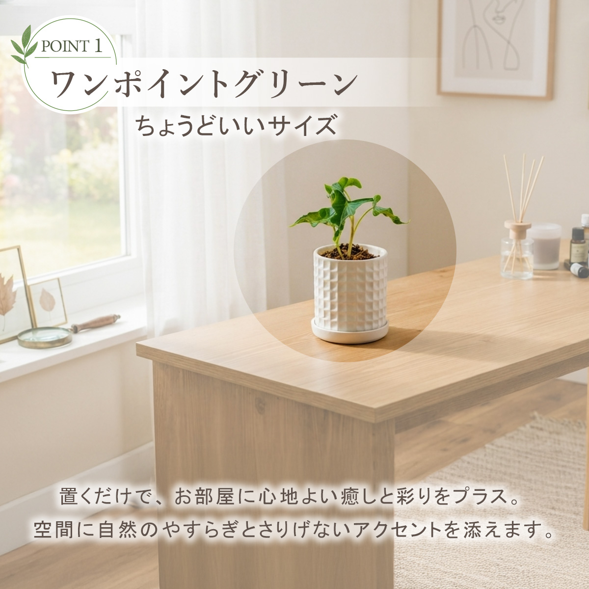 2株セット アロカシア・ロコ 鉢 観葉植物 3号 ポット鉢 S サイズ 苗