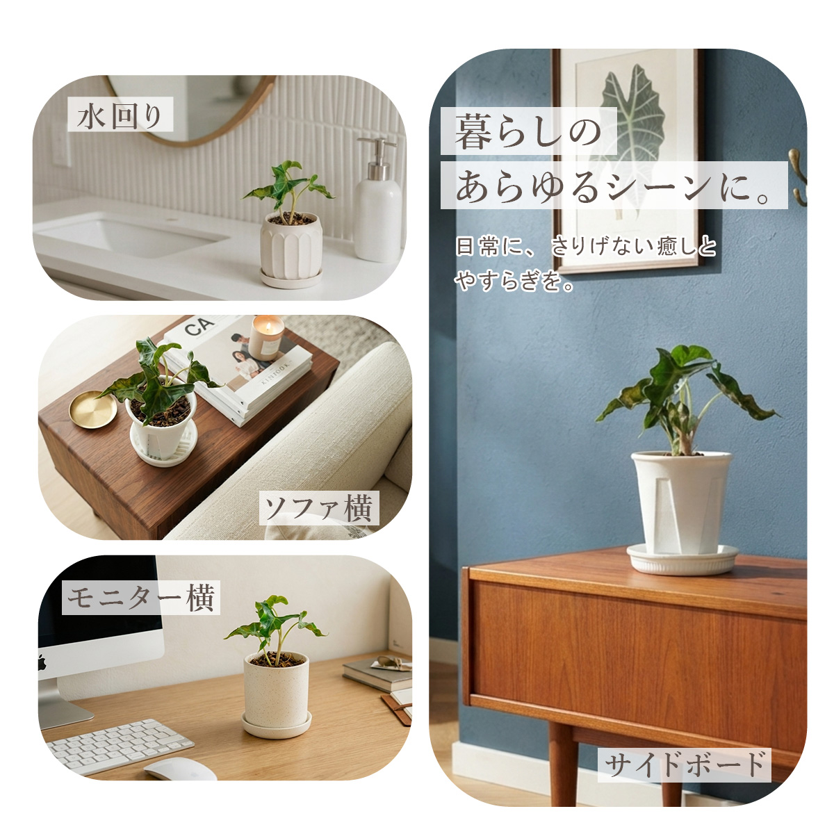 2株セット アロカシア・ロコ 鉢 観葉植物 3号 ポット鉢 S サイズ 苗