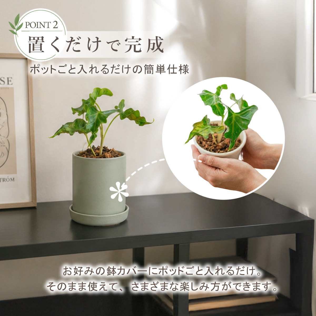 2株セット アロカシア・ロコ 鉢 観葉植物 3号 ポット鉢 S サイズ 苗