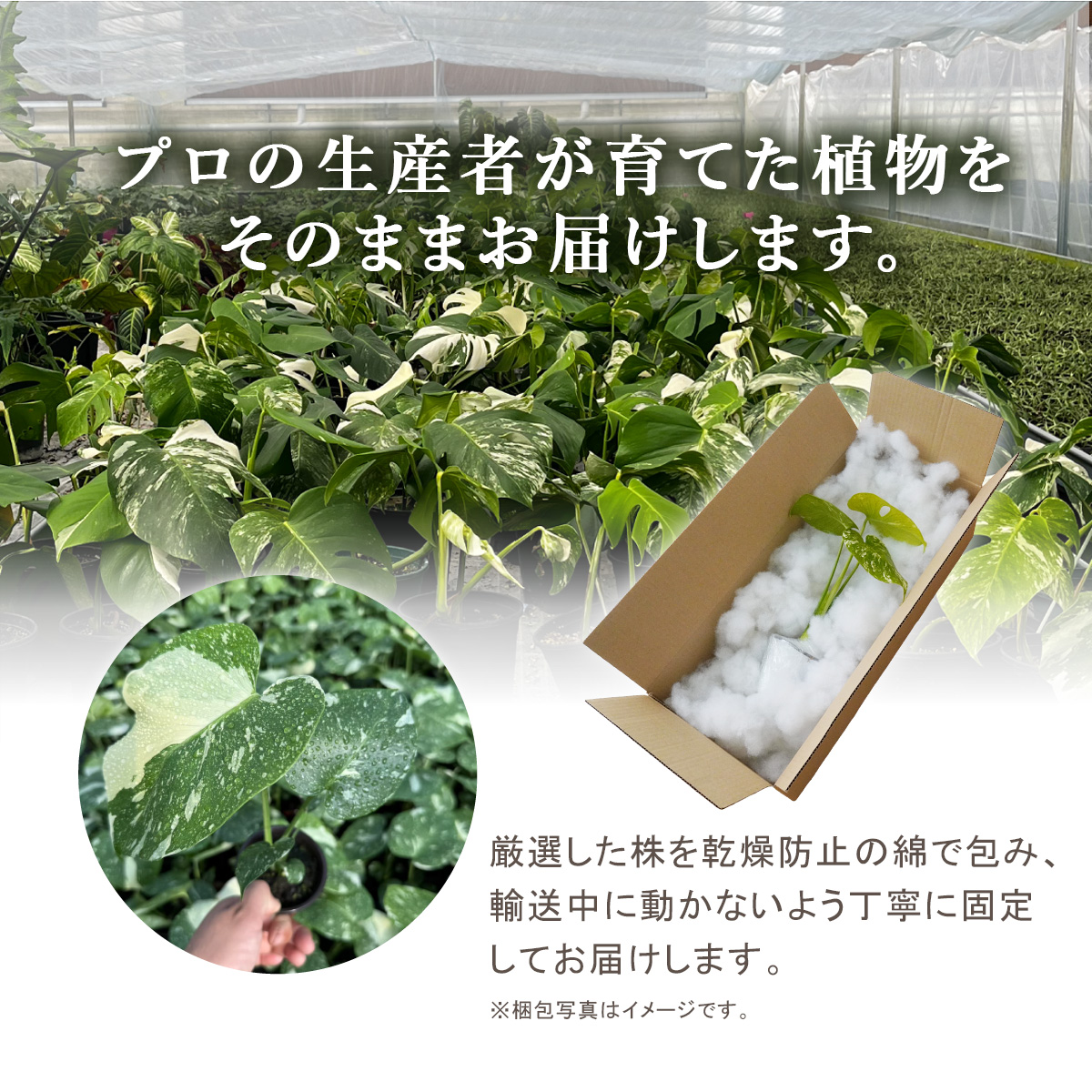 2株セット アロカシア・ロコ 鉢 観葉植物 3号 ポット鉢 S サイズ 苗
