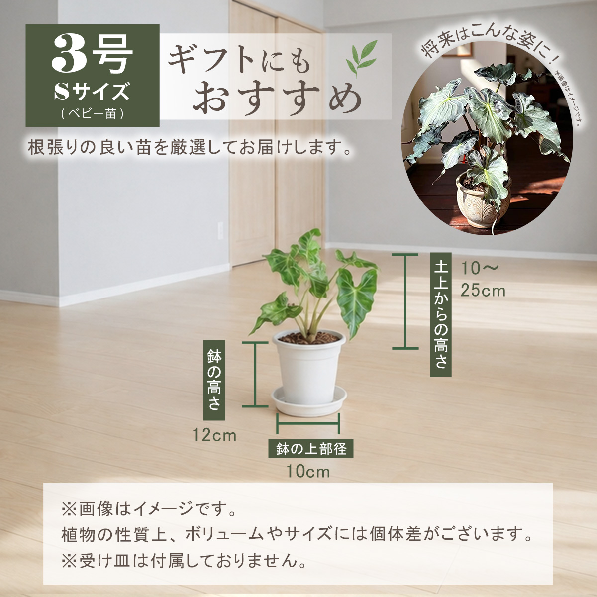 アロカシアの商品一覧 通販 - Yahoo!ショッピング