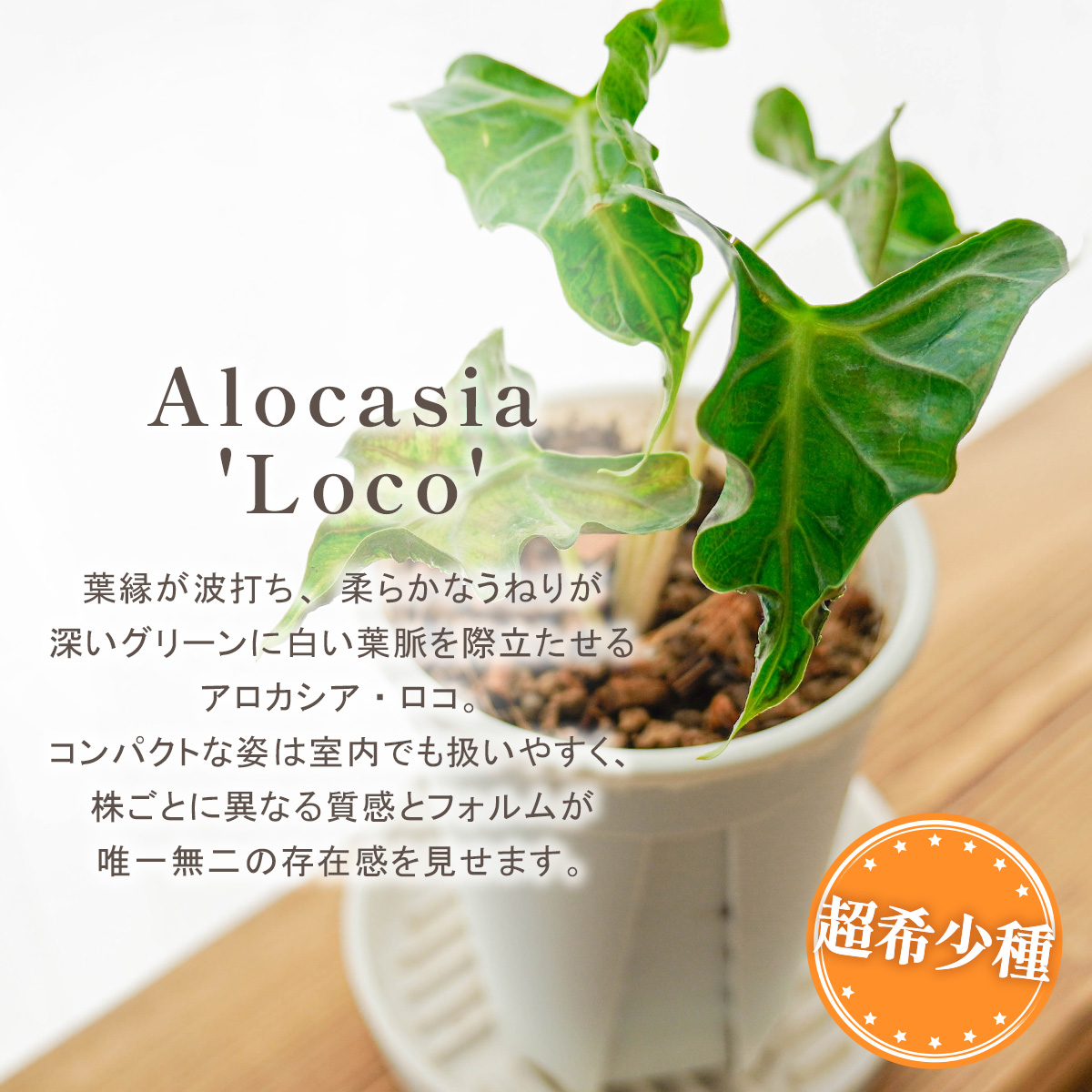 アロカシアの商品一覧 通販 - Yahoo!ショッピング