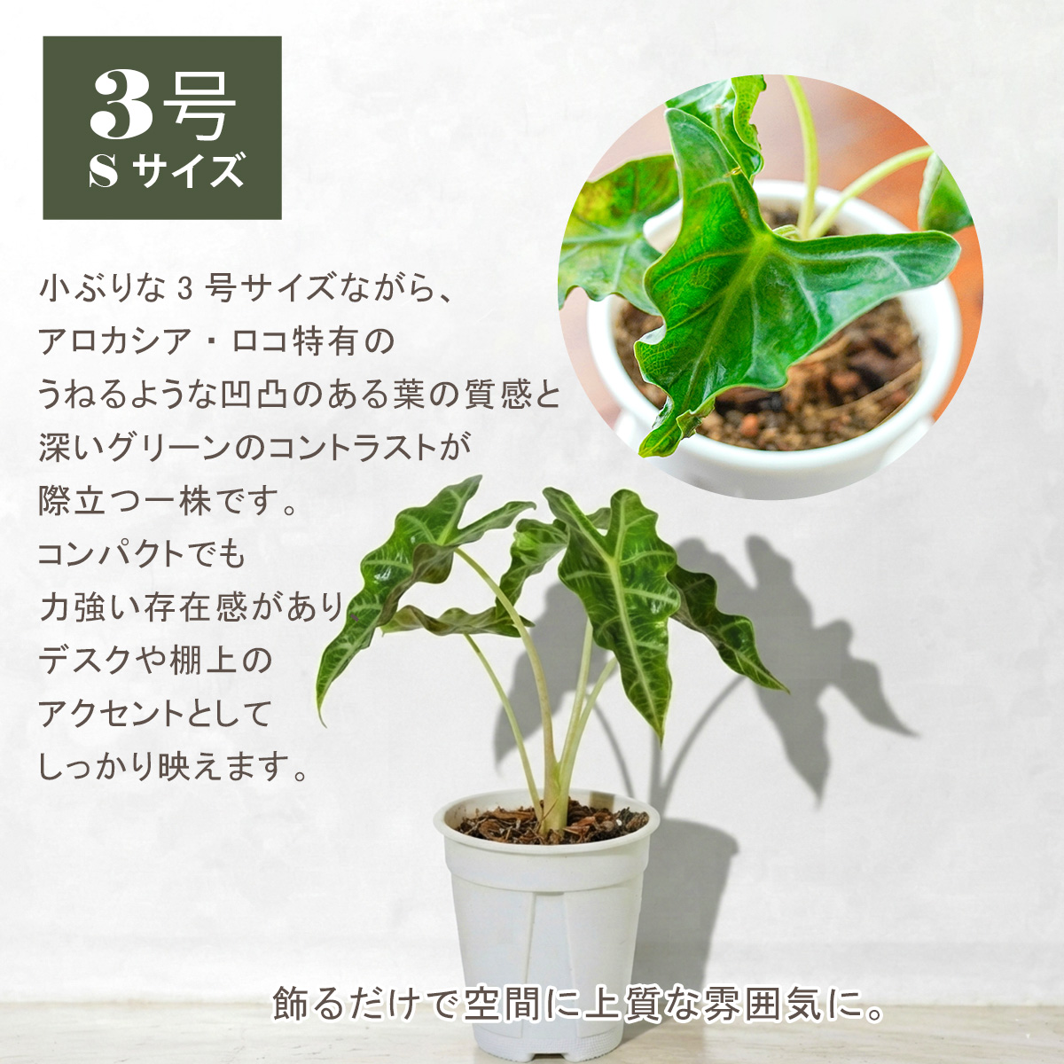 アロカシア（観葉植物） | 花、ガーデニング の商品一覧 通販 - Yahoo
