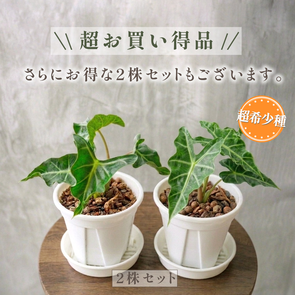 アロカシア（観葉植物） | 花、ガーデニング の商品一覧 通販 - Yahoo