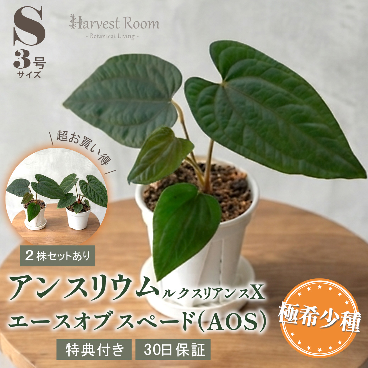 ルクスリアンス　プラチナ　タグ付き アンスリウム ルクスリアンス×エースオブスペードAOS 鉢 観葉植物 3号