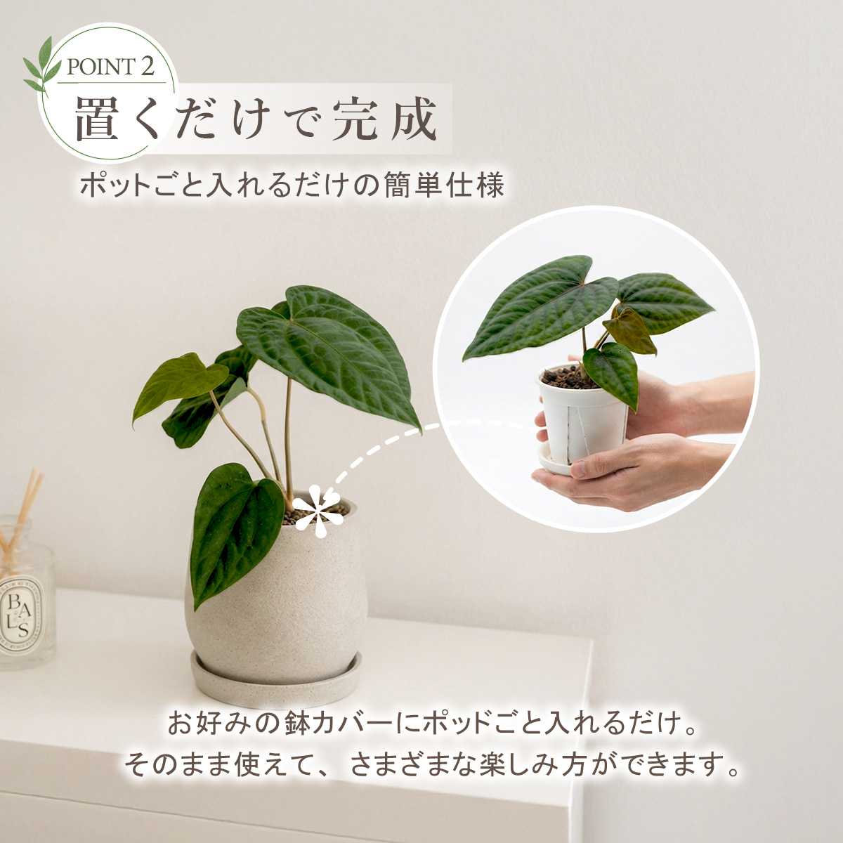 アンスリウム ルクスリアンス×エースオブスペードAOS 鉢 観葉植物 3号